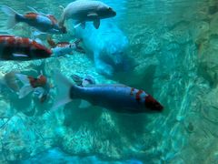 -海合安青岛极地海洋公园
