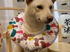 -柴迷FANS CLUB·柴犬狗咖·猫咖