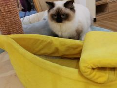 -滚猫咖啡·猫咖·猫友好撸猫(未来城店)