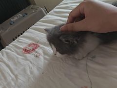 -欣宠猫屋·矮脚拿破仑·蓝金金渐层