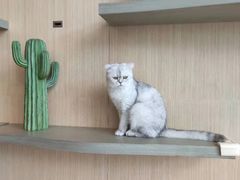-飞行喵MR PILOT|猫舍·猫咖(静安大融城店)