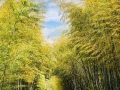 -四明山国家森林公园