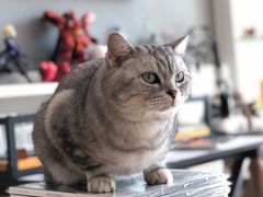 -平行世界·猫咖(首经贸店)