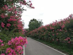 -武汉紫薇都市田园