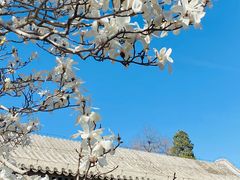 -颐和园