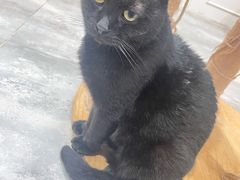 -楼上猫咖(罗湖店)