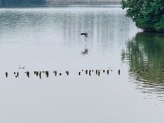 -海珠湖公园