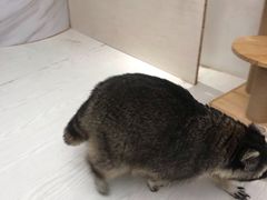 -浣熊柯尔鸭土拨鼠·电玩咖