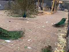 -长白岛森林公园