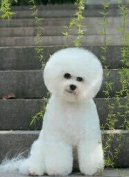 -鑫艺宠物美容培训学校