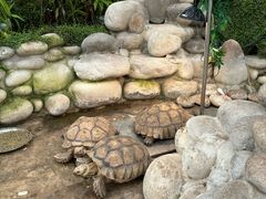 -南宫五洲植物乐园