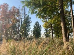 -上海长兴岛郊野公园