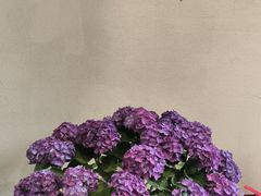 -天正河鲀·河豚亭(大连店)