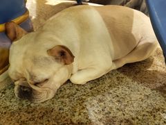 -more than meow吴止猫主题餐厅(承德 中船汇店)