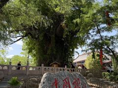 -大槐树寻根祭祖园