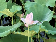 -荷塘月色湿地公园·向阳花洲