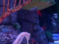 -暹罗海洋世界