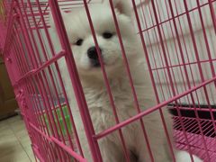 -翊宠yipet猫狗购宠庄园犬舍•猫舍