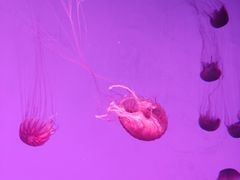 -沈阳海洋探索中心