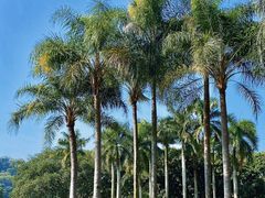 -深圳仙湖植物园