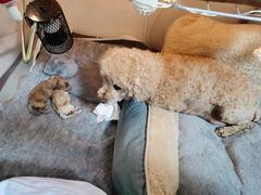 -爱侣宠医·鹦鹉专科·小型哺乳类·异宠专科(灵石路店)