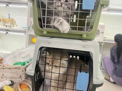 -lincat·猫舍(广州店)