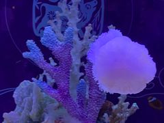 -上海海昌海洋公园