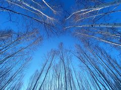 -北极村旅游风景区