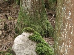 -武陵山森林公园