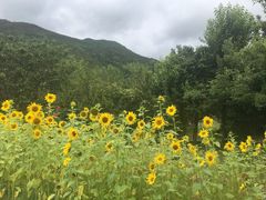-丽江玉水寨
