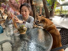 -柴犬高等学院·狗咖·柴犬售卖·宠物训练