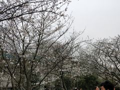 -武汉大学-樱园