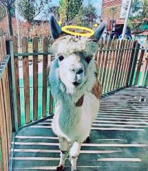 -萌宠亲子动物乐园(槐房万达店)