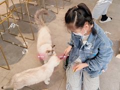 -飞行喵MR PILOT|猫舍·猫咖(静安大融城店)