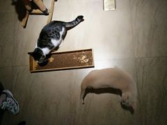 -猫咖时代(中山亭店)