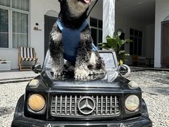 -帕帕拉兹宠物(亚洲旗舰店)