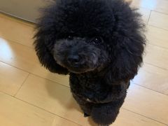 -宠物家(双井店)