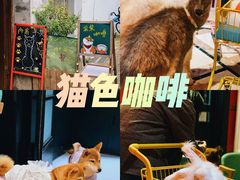 -猫色咖啡·猫咖