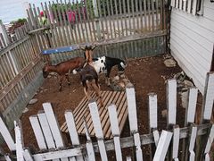 景观位-原野牧场