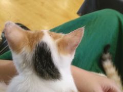 -万小咖.猫咖(中山路天虹店)