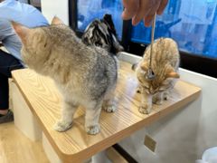 -有喵·猫咖·狗咖·30几只猫10只小狗(岗厦店)