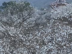 -广州市流溪河国家森林公园