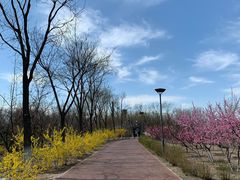 -大兴滨河森林公园