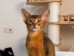 -猫十亿·布偶金渐层·曼基康矮脚猫舍(青年路店)