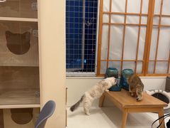 -Let's go狗咖·猫咖·奶狗·桌游(春熙路IFS店)
