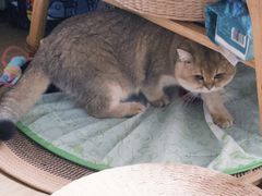 -博特宠物医院24h犬猫全科.骨科·异宠