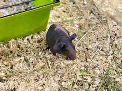 -酷以爬仙阁实体爬宠店·守宫·蜥蜴·专业繁育