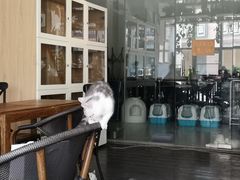 -吉丁鸟咖·异宠·寄养