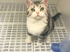 -lincat·猫舍(广州店)