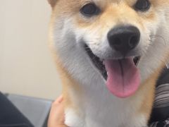 -创凡宠物医院·骨专科  猫科中心(西乡分院)
